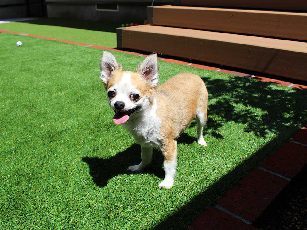 愛犬が喜ぶお庭作りのポイント グリーンケア