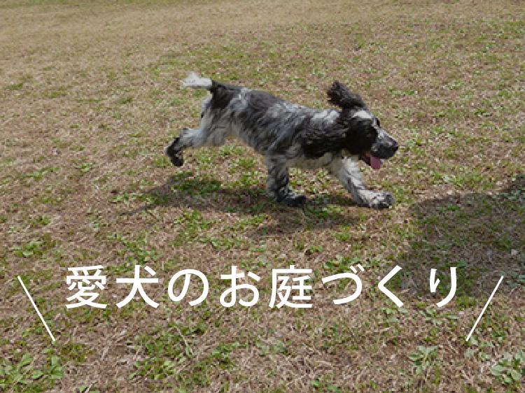 愛犬が喜ぶお庭作りのポイント