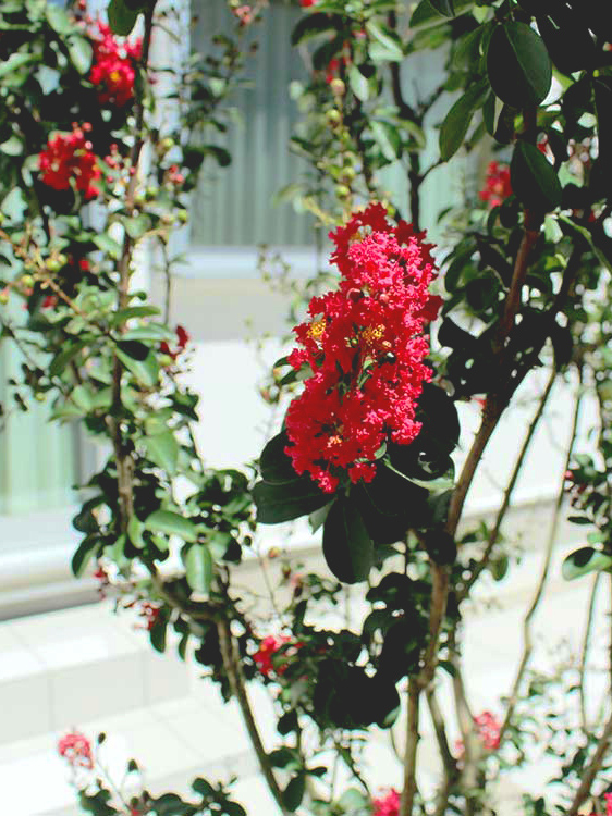 サルスベリの赤い花