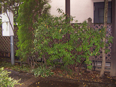 半日陰のエントランス植栽 グリーンケア お庭のデザイン リフォーム