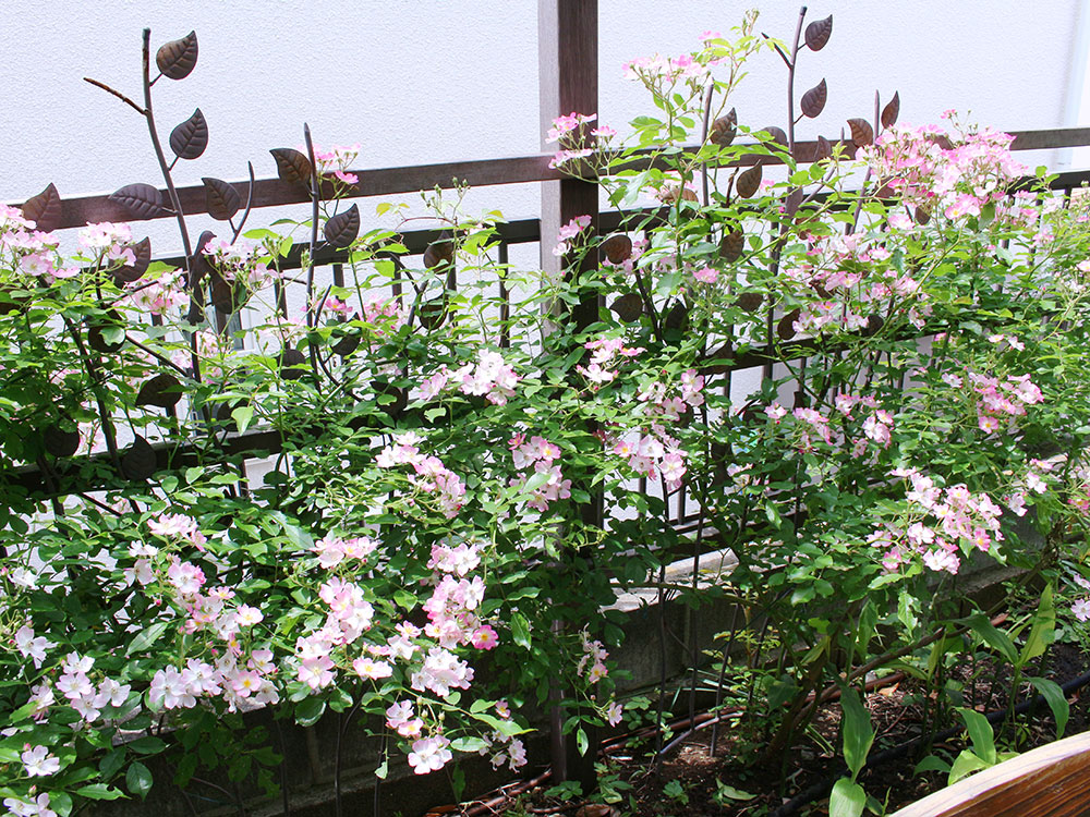 バラを元気にする剪定 グリーンケア お庭のデザイン リフォーム
