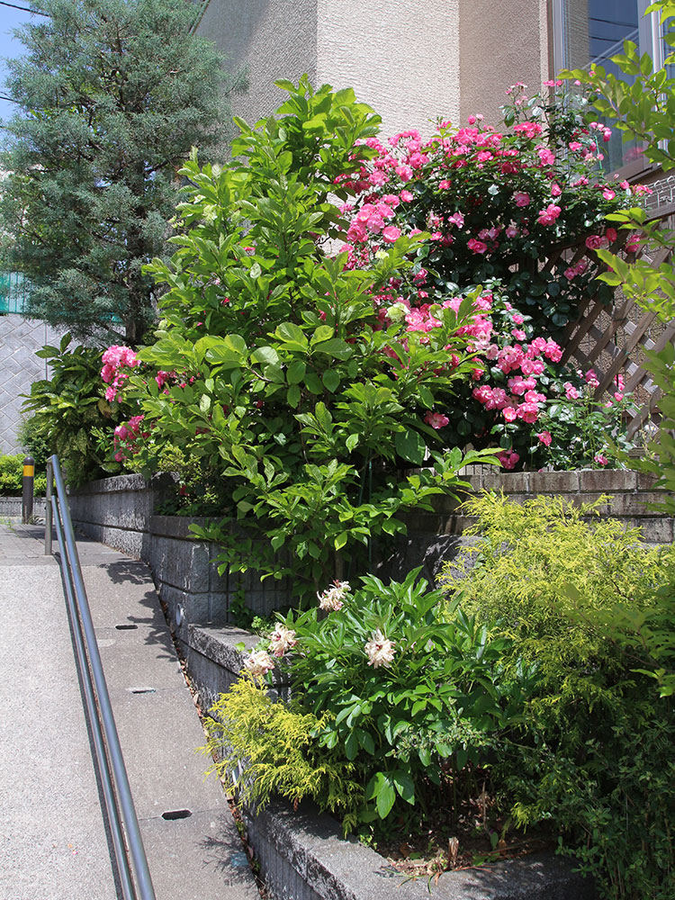 バラを存分に楽しみたい バラのアーチ グリーンケア お庭のデザイン リフォーム