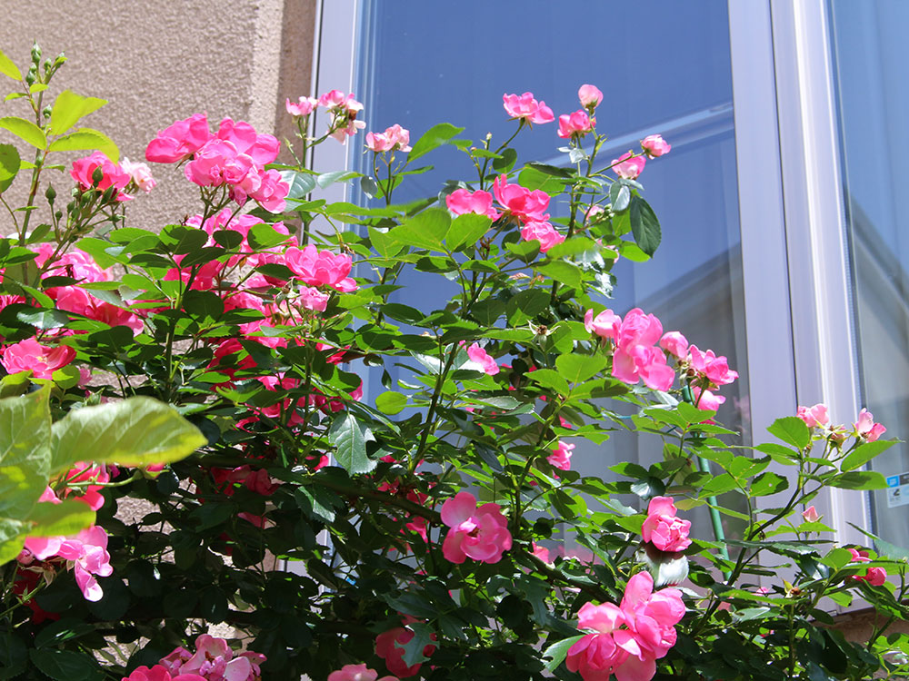 バラを存分に楽しみたい バラのアーチ グリーンケア お庭のデザイン リフォーム