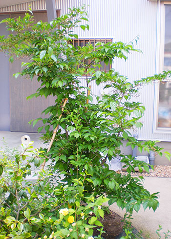 エゴノキ 特長 育て方 グリーンケア お庭のデザイン リフォーム