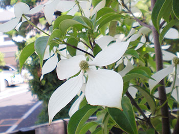 常緑ヤマボウシの開花期