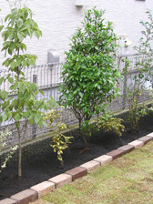 庭木選び ５つのポイント ガーデン設計 リフォーム グリーンケア